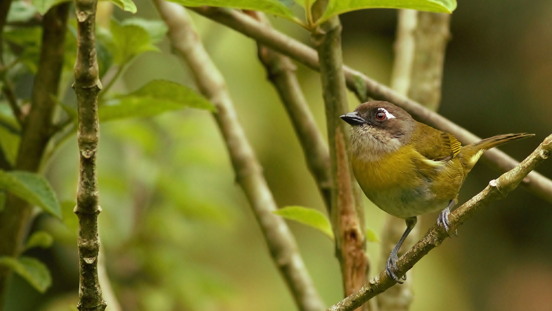Common Chlorospingus — Ana fotoğraf